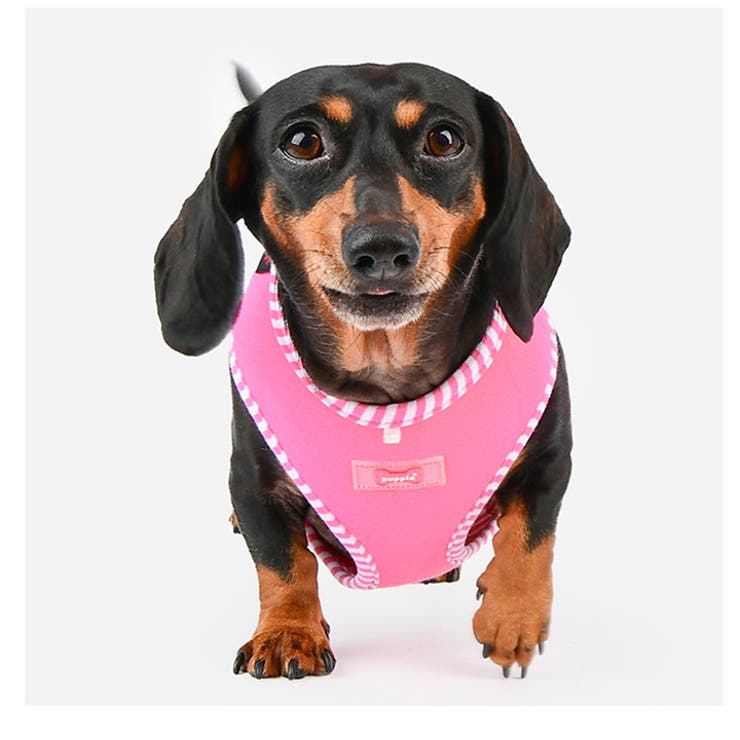 ハーネス 犬 首の負担が少ない | K-city | 詳細画像3 