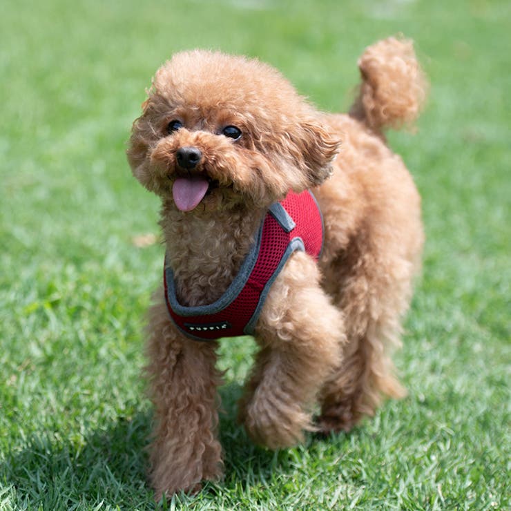 ハーネス 犬 首の負担が少ない | K-city | 詳細画像2 