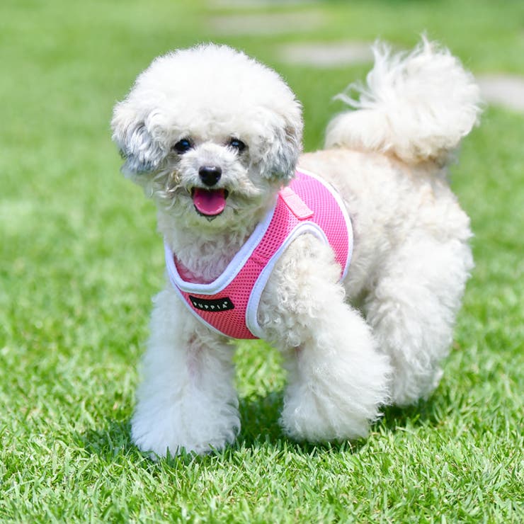 ハーネス 犬 首の負担が少ない | K-city | 詳細画像3 