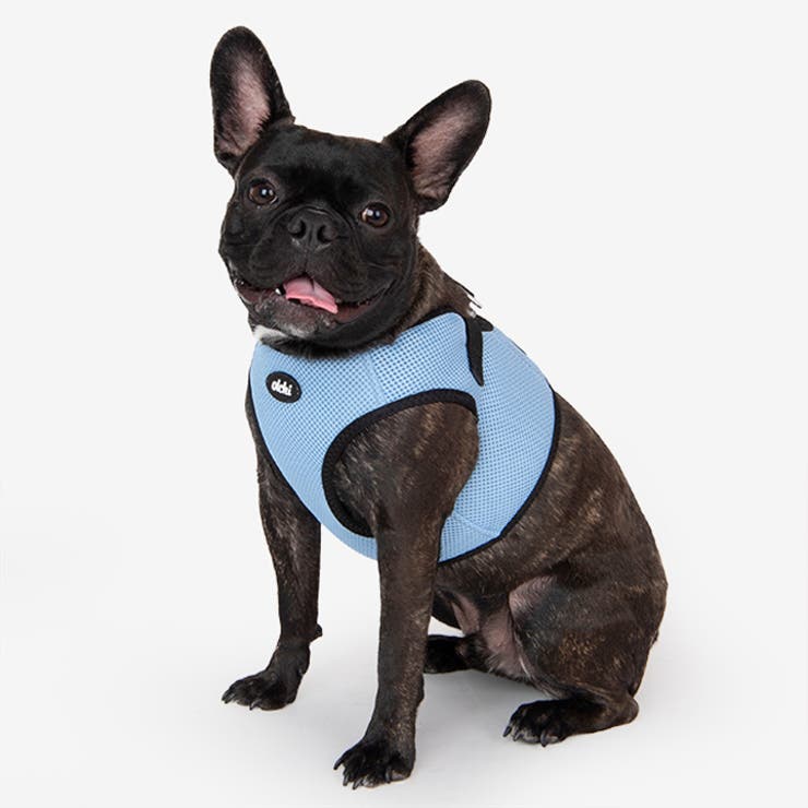 アメージングタイランド・グランドセール ハーネス 犬 LEDライト[品番：NX000006993]｜K-city（ケイシティ 靴