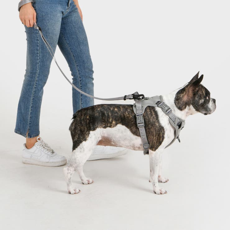 いぬ CITYDOG 首輪 犬 本革 革 リード 伸縮 かわいい ハーネス 2頭