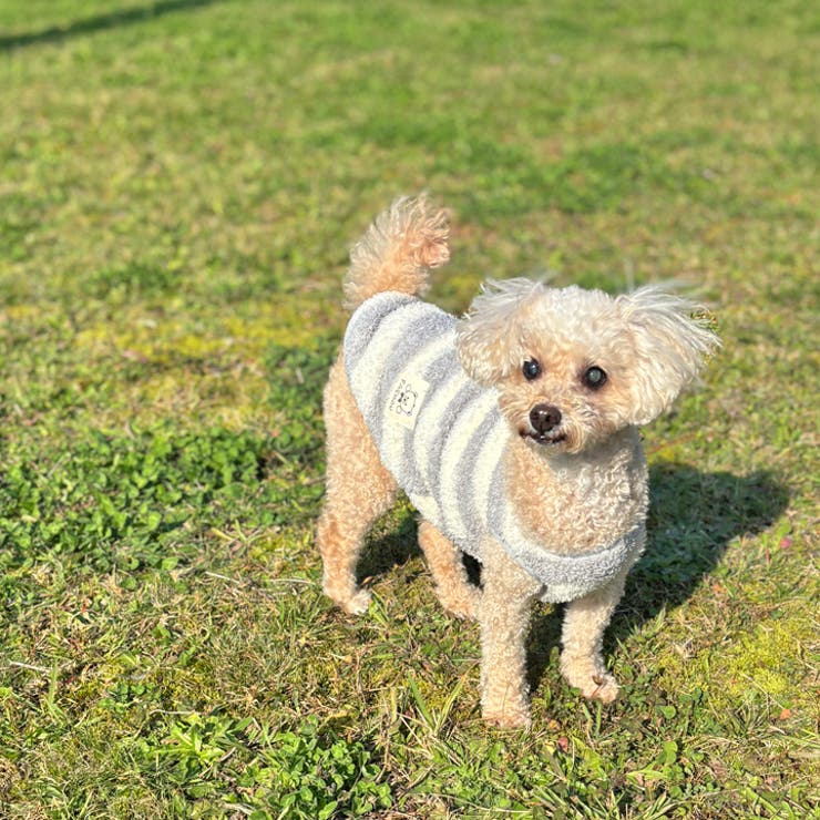 犬 服 犬服[品番：NX000007078]｜K-city（ケイシティ）のファッション通販｜SHOPLIST（ショップリスト）