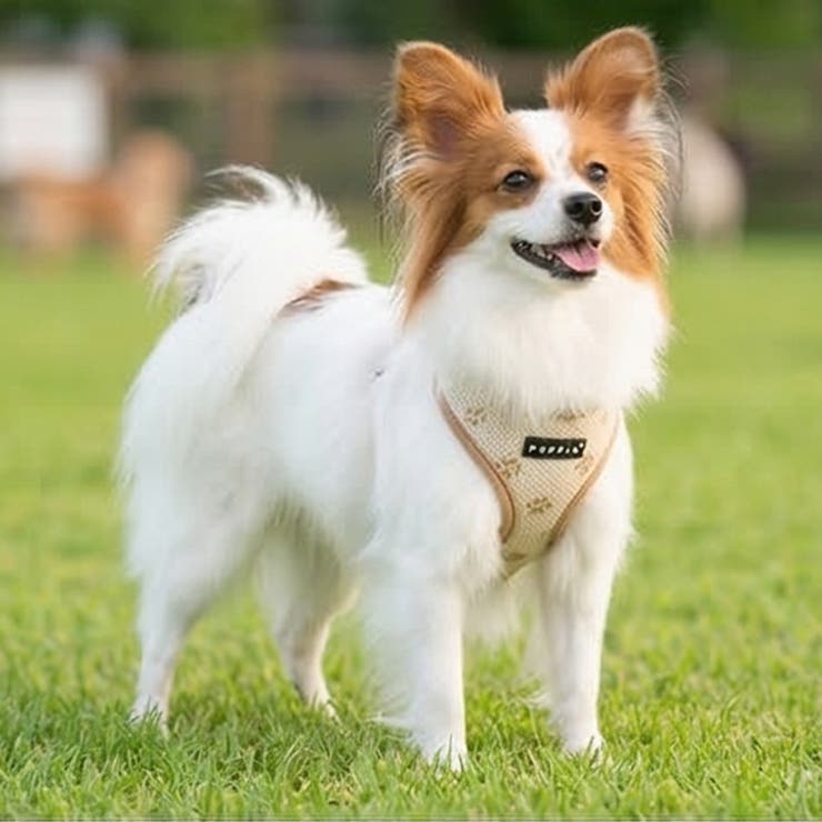 ベストハーネス 足跡柄 PUPPIA | K-city | 詳細画像3 