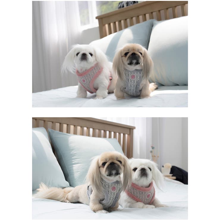 ハーネス 犬 首の負担が少ない | K-city | 詳細画像2 