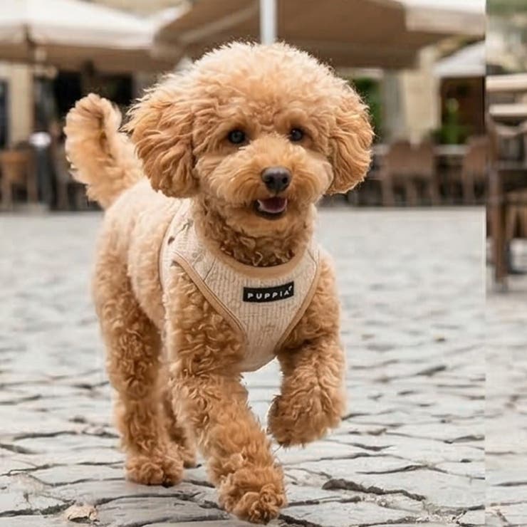 ハーネス 犬 PUPPIA | K-city | 詳細画像2 