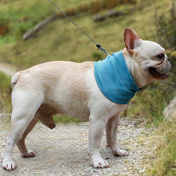 犬 服 犬服 品番 Nx K City ケイシティ のレディースファッション通販 Shoplist ショップリスト 犬 服 犬服 品番 Nx K City ケイシティ のレディースファッション通販 Shoplist ショップリスト