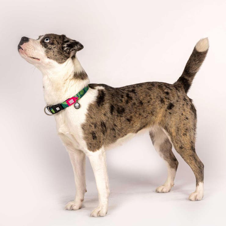 首輪 小型犬 XS | livingut | 詳細画像9 