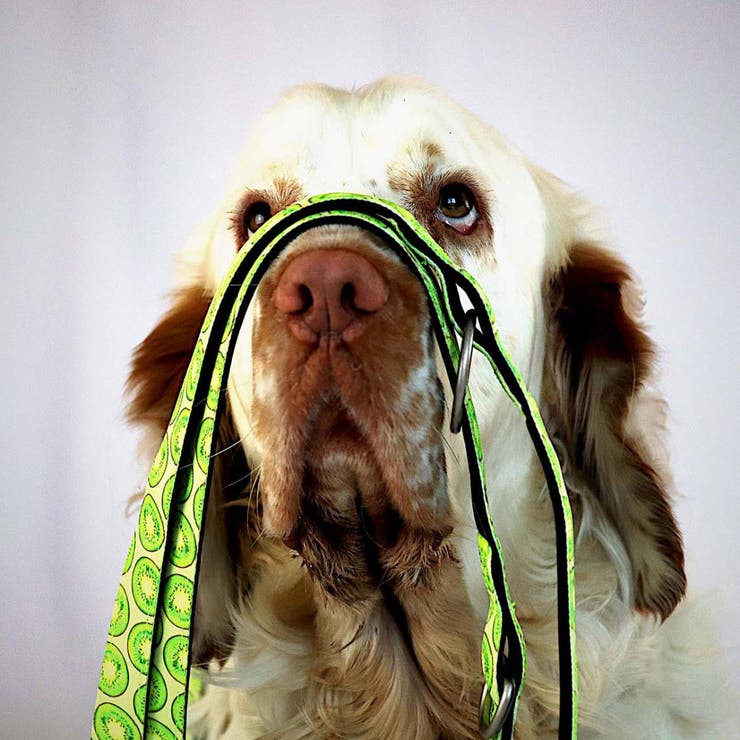 リード 小型犬 XS | livingut | 詳細画像4 