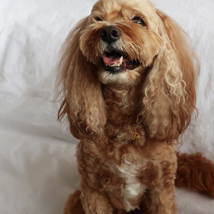 犬 グッズ ペット | Melody　Accessory | 詳細画像3 