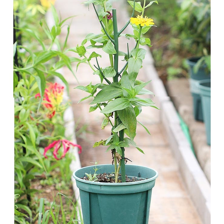 園芸支柱 2本セット 70cm | PlusNao | 詳細画像3 