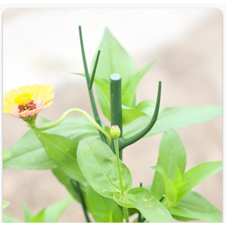 園芸支柱 2本セット 70cm | PlusNao | 詳細画像4 