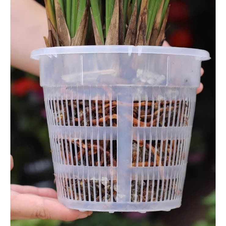 水耕栽培ポット 3個セット 育苗ポット | PlusNao | 詳細画像10 