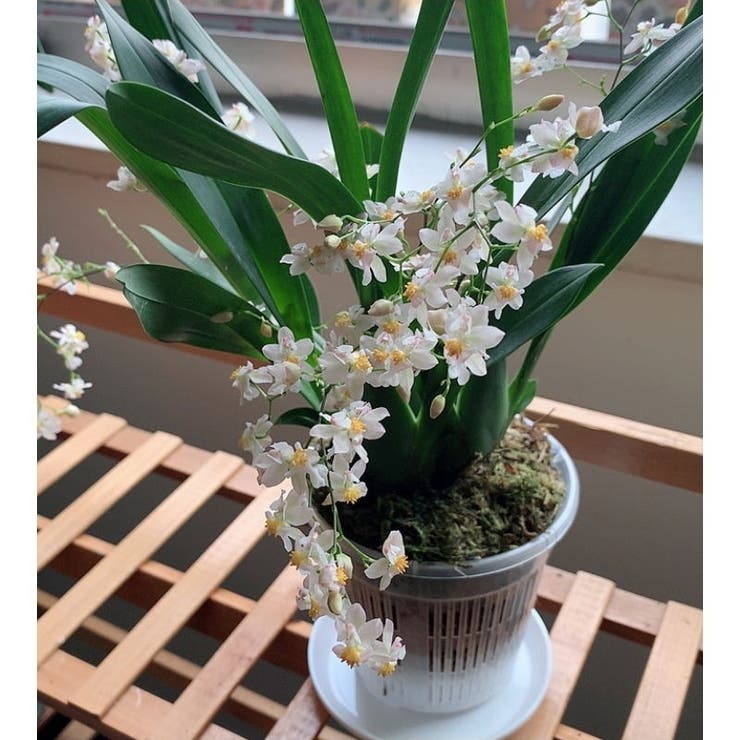 水耕栽培ポット 3個セット 育苗ポット | PlusNao | 詳細画像2 