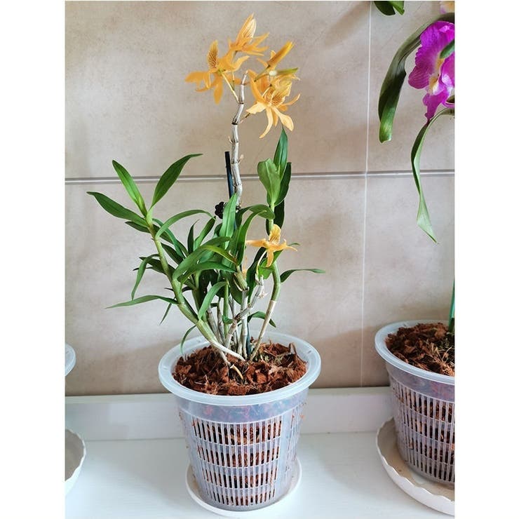 水耕栽培ポット 3個セット 育苗ポット | PlusNao | 詳細画像3 