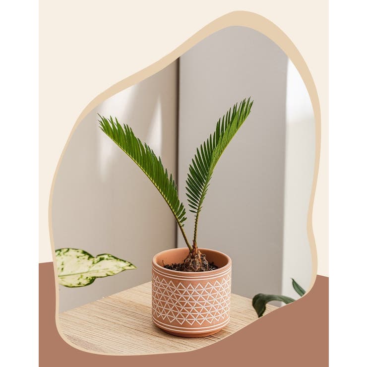 植木鉢 プラントポット 鉢植え | PlusNao | 詳細画像9 
