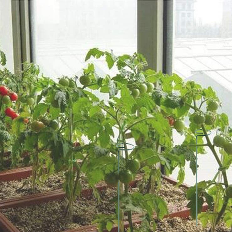 植物支柱 3本セット 園芸用支柱 | PlusNao | 詳細画像5 