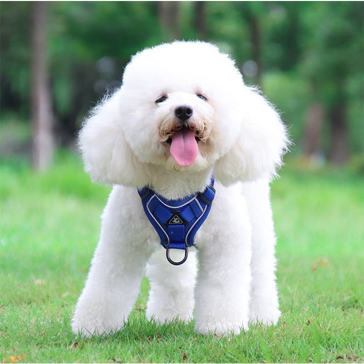 ハーネス リード セット | PlusNao | 詳細画像4 