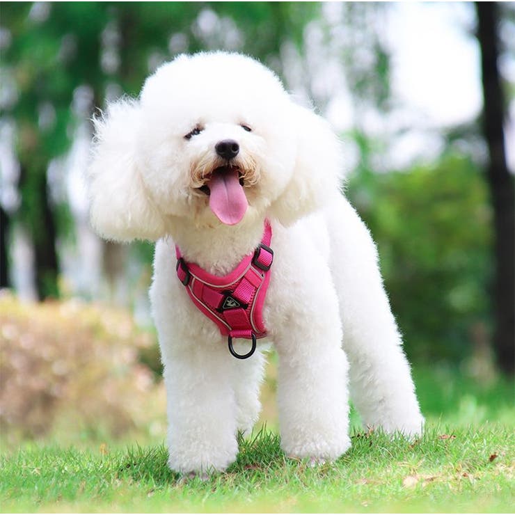 ハーネス リード セット | PlusNao | 詳細画像6 