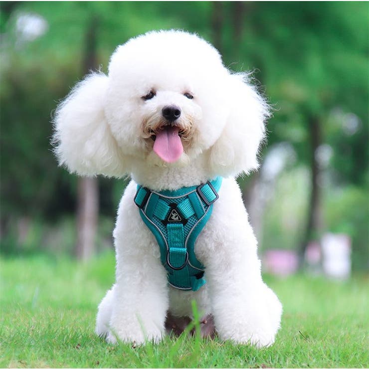 ハーネス リード セット | PlusNao | 詳細画像7 