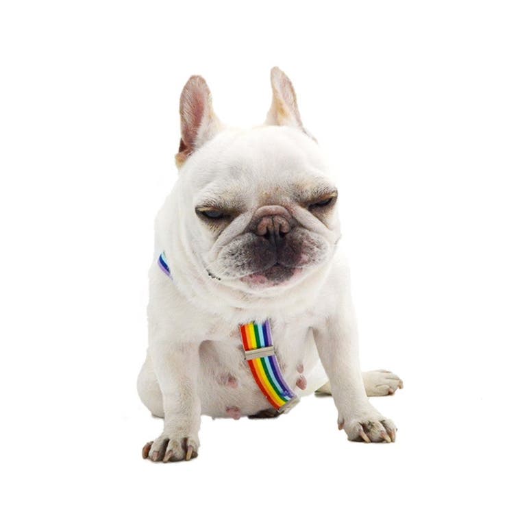 オムツサスペンダー 犬用 ペット用 | PlusNao | 詳細画像4 