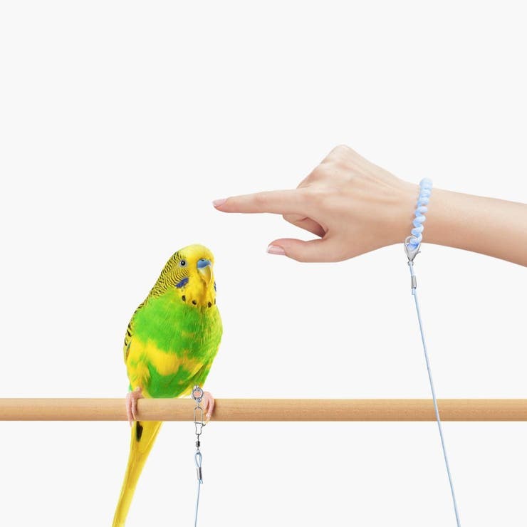 鳥用 足環付きリード 3m | PlusNao | 詳細画像2