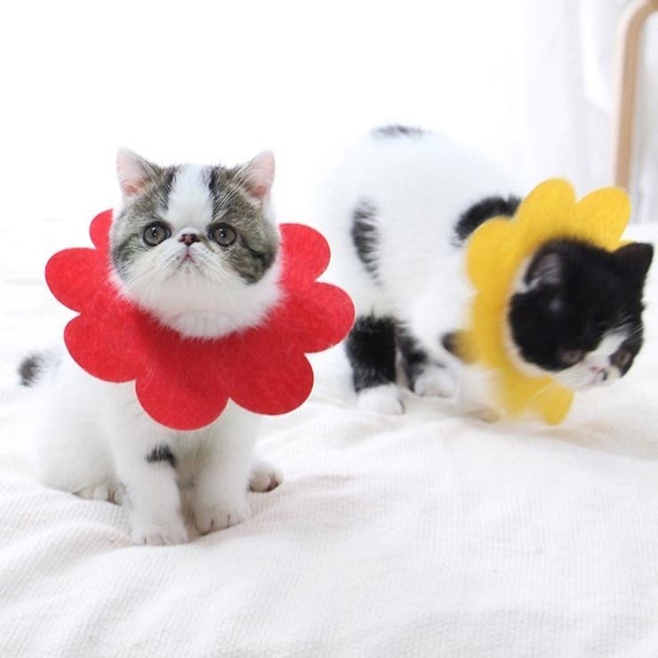 エリザベスカラー 猫 ネコ | PlusNao | 詳細画像4 