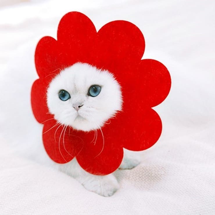エリザベスカラー 猫 ネコ | PlusNao | 詳細画像5 