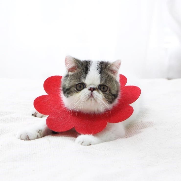エリザベスカラー 猫 ネコ | PlusNao | 詳細画像6 