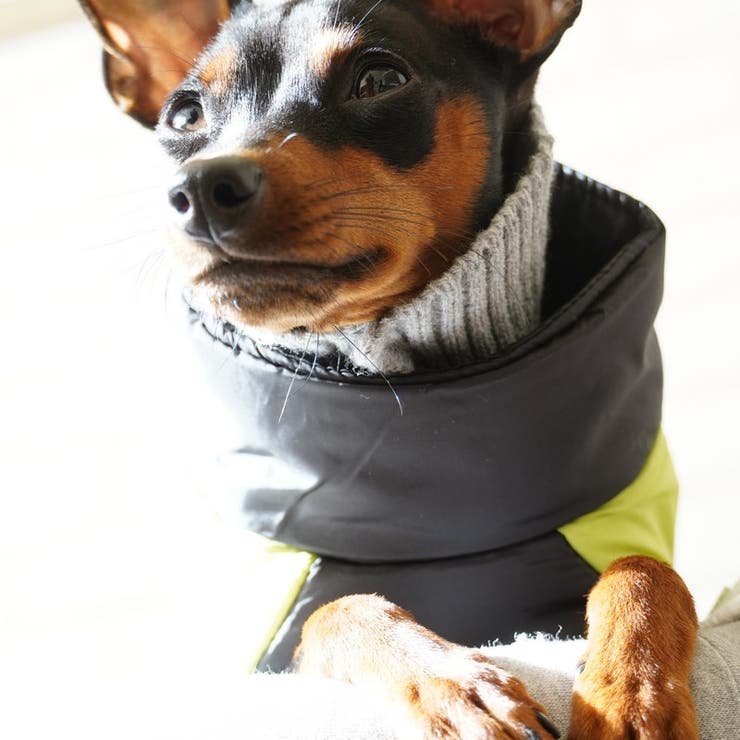 ペット服 ダウン風ベスト 犬 | PlusNao | 詳細画像9 