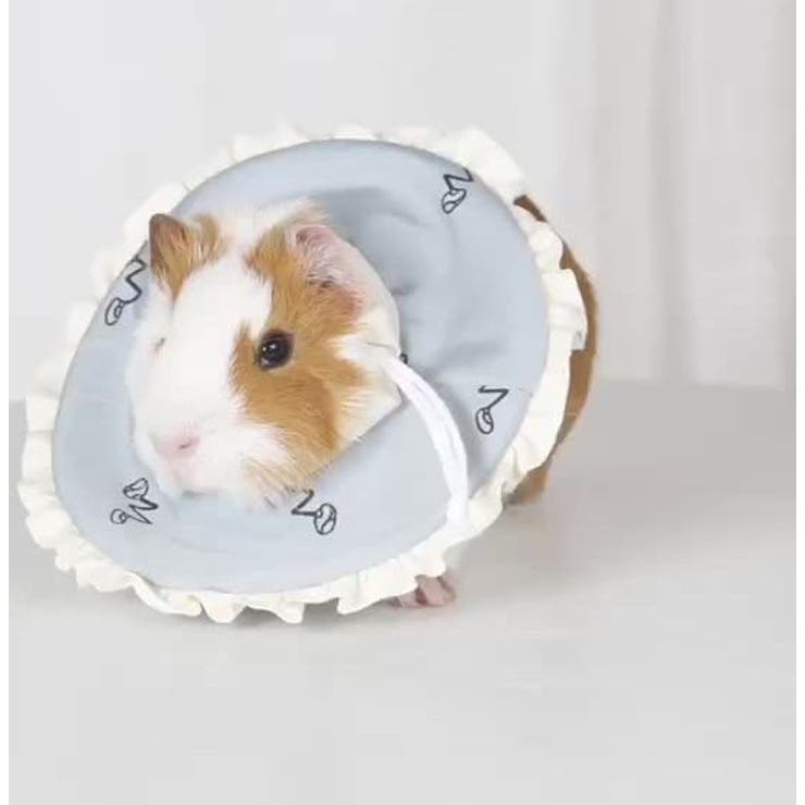 エリザベスカラー 小動物用エリカラ ハムスター | PlusNao | 詳細画像4 