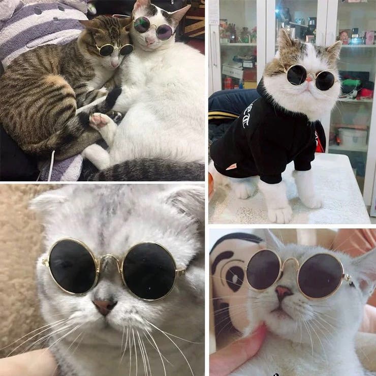 ペット用サングラス 丸メガネ 猫用 | PlusNao | 詳細画像9 