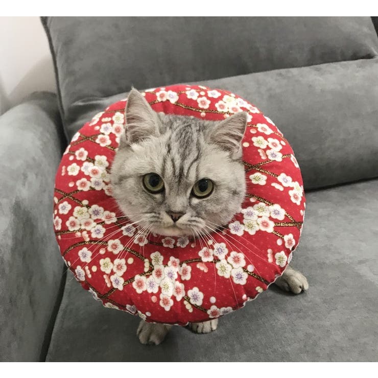 ソフトエリザベスカラー 猫用 犬用 | PlusNao | 詳細画像2 