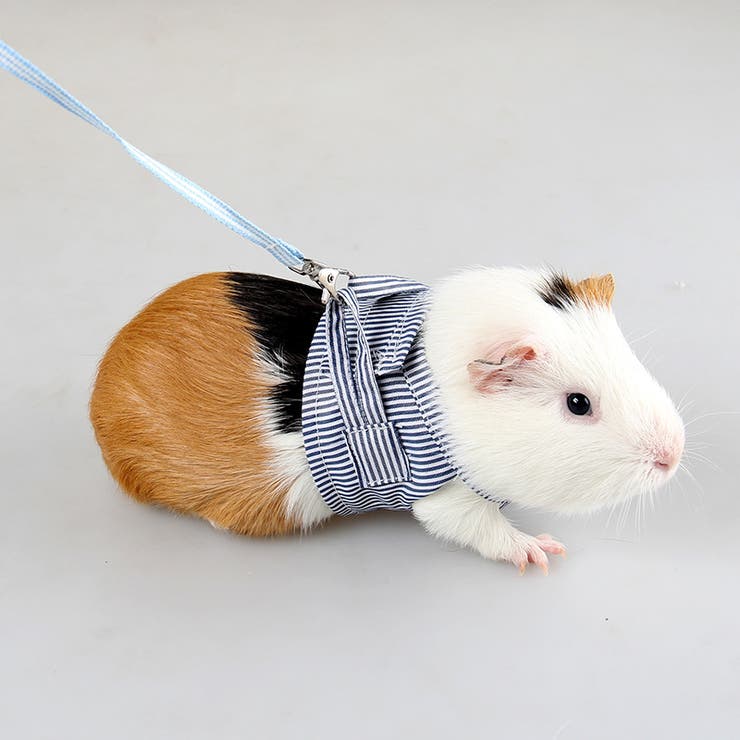 小動物用 ペットウェア リード | PlusNao | 詳細画像3 