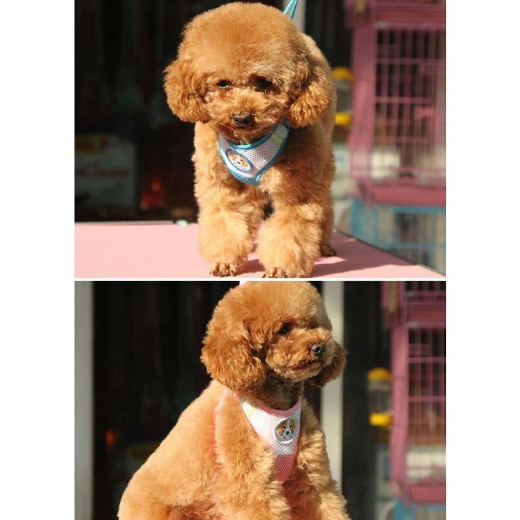 ハーネス リード ２点セット | PlusNao | 詳細画像2 