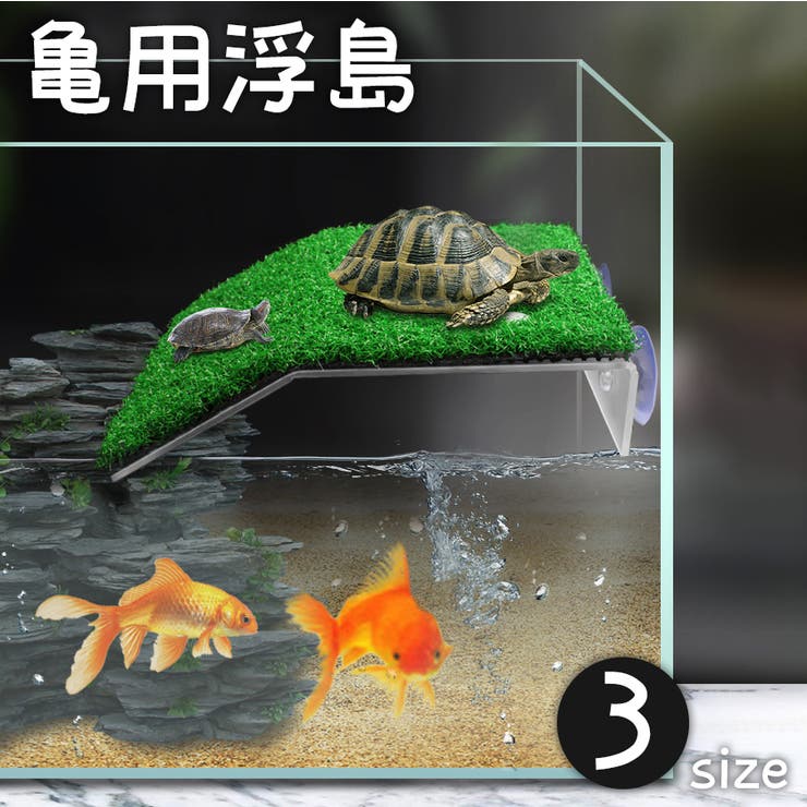 浮島 亀 カメ | PlusNao | 詳細画像1 