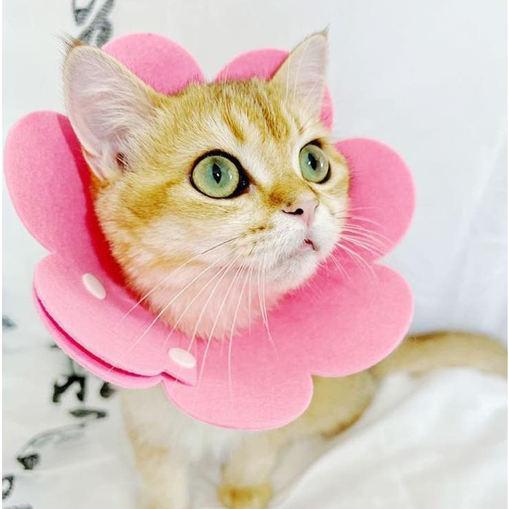 エリザベスカラー 猫用 犬用 | PlusNao | 詳細画像3 