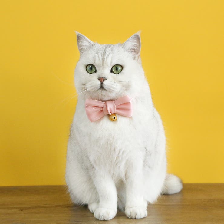 猫用首輪 カラー 猫 | PlusNao | 詳細画像2 