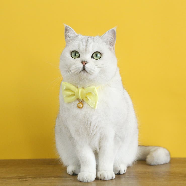 猫用首輪 カラー 猫 | PlusNao | 詳細画像4 