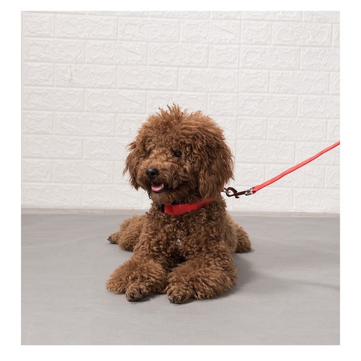 首輪 ペット 犬 | PlusNao | 詳細画像2 