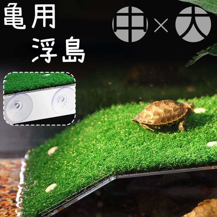 浮島 亀 カメ | PlusNao | 詳細画像1 