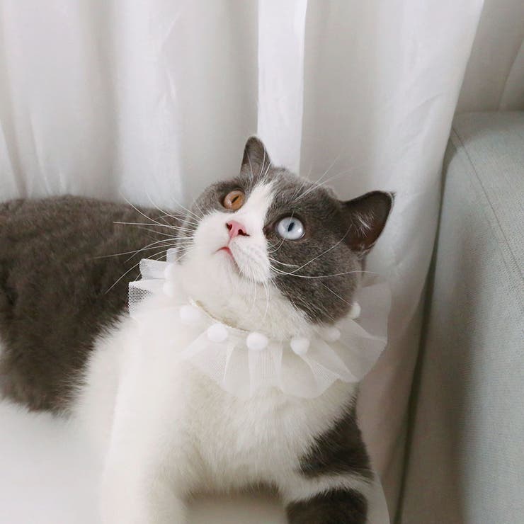 ペット用チョーカー 猫用 犬用 | PlusNao | 詳細画像5 