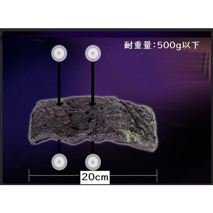 浮島 亀用 トカゲ | PlusNao | 詳細画像3 