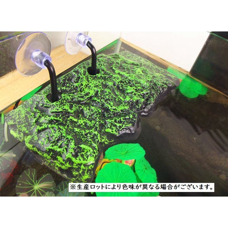 浮島 亀用 トカゲ | PlusNao | 詳細画像4 