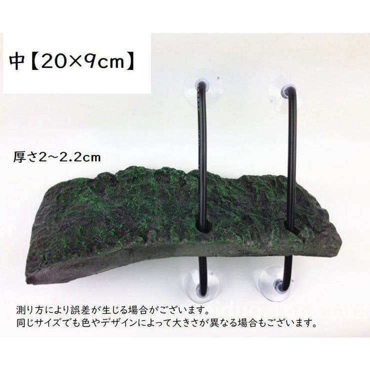 浮島 亀用 トカゲ | PlusNao | 詳細画像5 