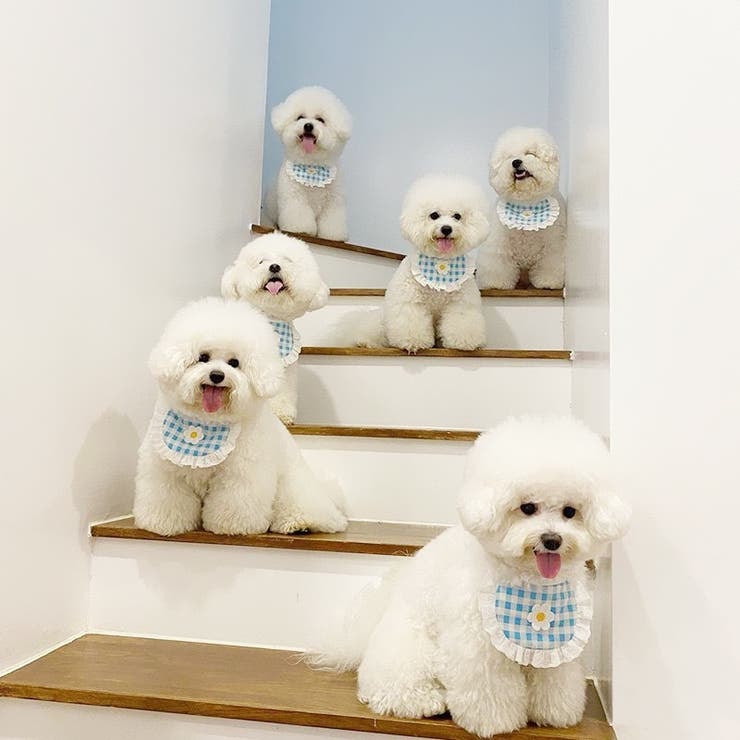 ペット用スタイ よだれかけ ビブ | PlusNao | 詳細画像3 