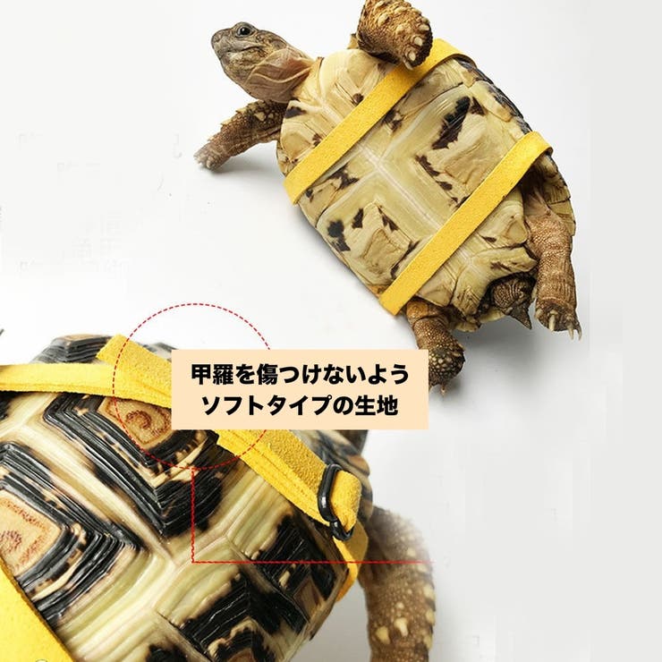 亀用ハーネス リード 2点セット | PlusNao | 詳細画像3 