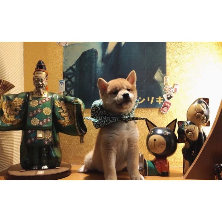 ペット用バンダナ スカーフ 首飾り | PlusNao | 詳細画像15 