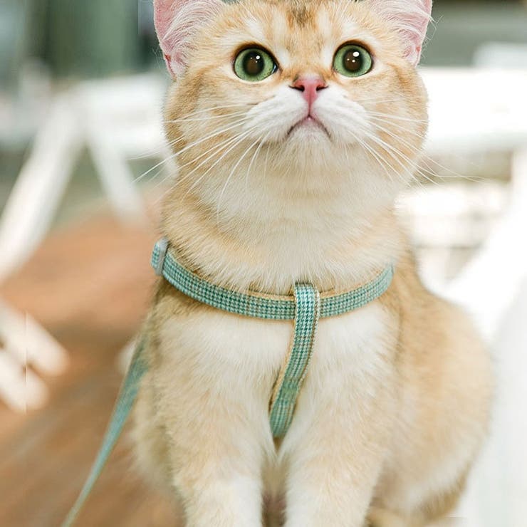 ハーネス リード 2点セット | PlusNao | 詳細画像5