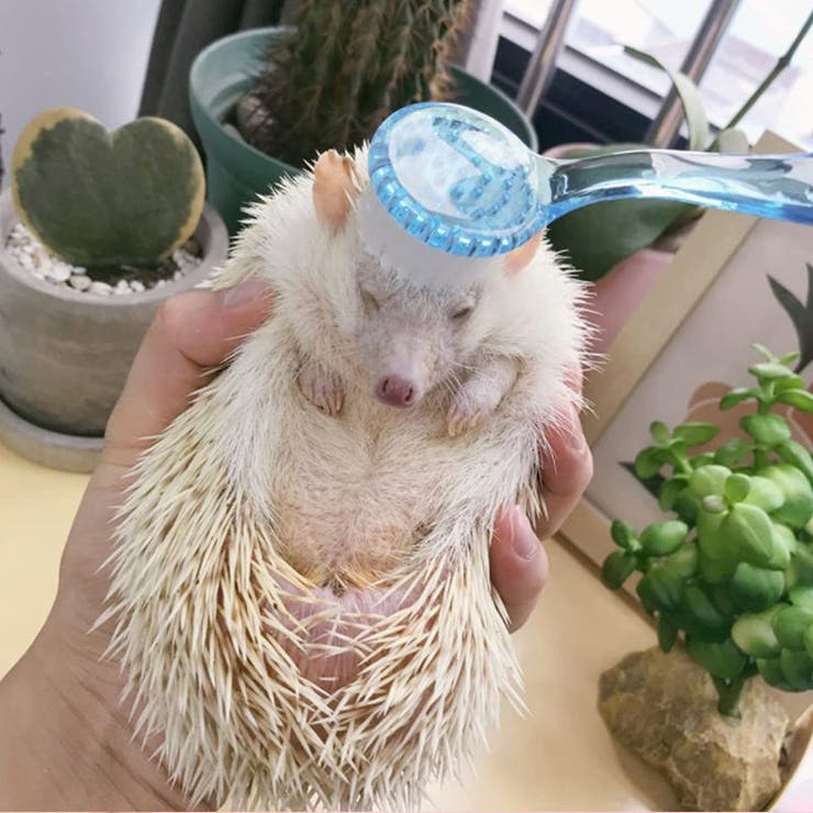 小動物用ブラシ ペット用品 ブラッシング | PlusNao | 詳細画像2 