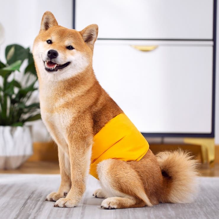 マナーベルト マナーバンド 犬用[品番：FQ000186482]｜PlusNao